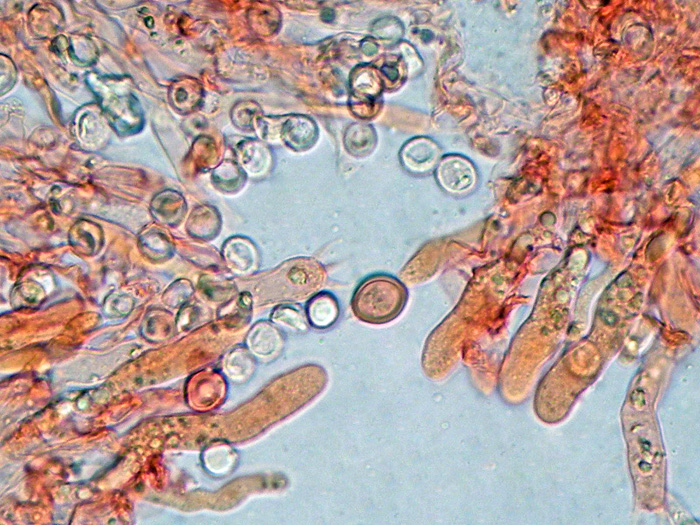 Forse un Hyphoderma? - foto 4915 (Granulobasidium vellereum)